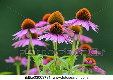 "Eastern Purple Coneflowers (Echinacea purpurea, Rudbeckia purpurea), Baden-Wurttemberg, Germany, Europe" View Large Photo Image Stock Image - "Eastern Purple Coneflowers (Echinacea purpurea, Rudbeckia purpurea), Baden-Wurttemberg, Germany, Europe". Fotosearch