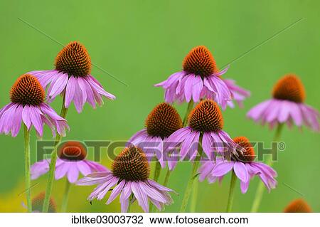 "Eastern Purple Coneflowers (Echinacea purpurea, Rudbeckia purpurea), Baden-Wurttemberg, Germany, Europe" View Large Photo Image Stock Image - "Eastern Purple Coneflowers (Echinacea purpurea, Rudbeckia purpurea), Baden-Wurttemberg, Germany, Europe". Fotosearch