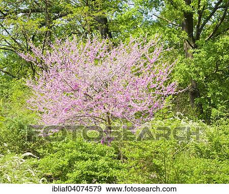 "Eastern Redbud (Cercis canadensis), National Botanic Garden, Kiev, Ukraine, Europe" View Large Photo Image Stock Photo - "Eastern Redbud (Cercis canadensis), National Botanic Garden, Kiev, Ukraine, Europe". Fotosearch
