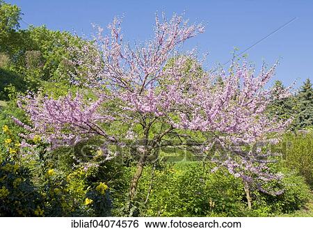 Stock Photograph - "Eastern Redbud (Cercis canadensis), National Botanic Garden, Kiev, Ukraine, Europe". Fotosearch