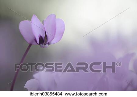 "Eastern Sowbread or Cyclamen (Cyclamen coum), Emsland region, Lower Saxony, Germany, Europe" View Large Photo Image Picture - "Eastern Sowbread or Cyclamen (Cyclamen coum), Emsland region, Lower Saxony, Germany, Europe". Fotosearch