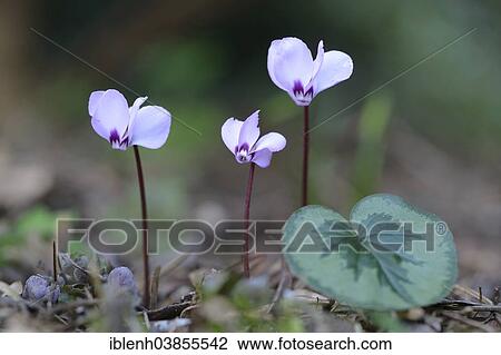 "Eastern Sowbread or Cyclamen (Cyclamen coum), Emsland region, Lower Saxony, Germany, Europe" View Large Photo Image Stock Image - "Eastern Sowbread or Cyclamen (Cyclamen coum), Emsland region, Lower Saxony, Germany, Europe". Fotosearch