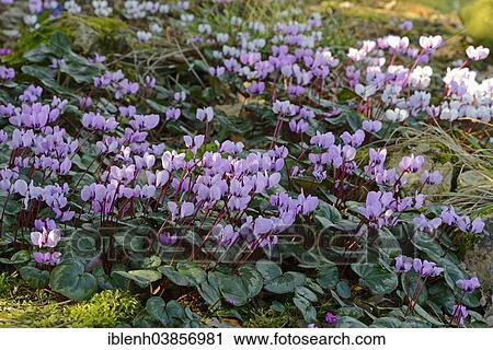 Stock Image - "Eastern Sowbread or Cyclamen (Cyclamen coum), Emsland region, Lower Saxony, Germany, Europe". Fotosearch