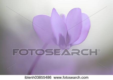 "Eastern Sowbread or Cyclamen (Cyclamen coum), Emsland region, Lower Saxony, Germany, Europe" View Large Photo Image Stock Photograph - "Eastern Sowbread or Cyclamen (Cyclamen coum), Emsland region, Lower Saxony, Germany, Europe". Fotosearch