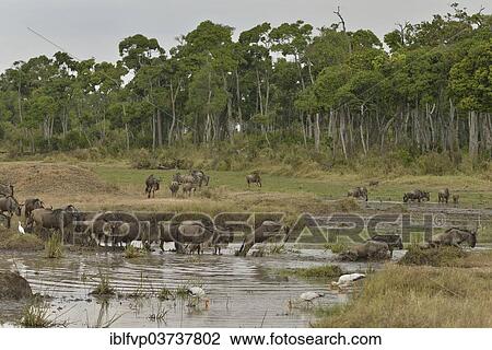 "Eastern wildebeest (Connochaetes taurinus albojubatus) crossing a water hole pool on the Mara River in the Great Migration, Massai Mara, Serengeti, Rift Valley province, Kenya, Africa" View Large Photo Image Stock Image - "Eastern wildebeest (Connochaetes taurinus albojubatus) crossing a water hole pool on the Mara River in the Great Migration, Massai Mara, Serengeti, Rift Valley province, Kenya, Africa". Fotosearch