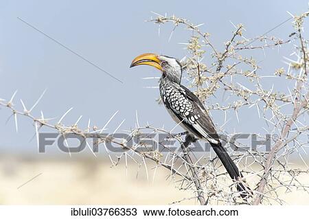"Eastern Yellow-billed Hornbill (Tockus flavirostris) perched on a thorny acacia branch, Etosha National Park, Kunene Region, Namibia, Africa" View Large Photo Image Stock Image - "Eastern Yellow-billed Hornbill (Tockus flavirostris) perched on a thorny acacia branch, Etosha National Park, Kunene Region, Namibia, Africa". Fotosearch