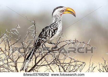 Stock Image - "Eastern Yellow-billed Hornbill (Tockus flavirostris), Etosha-Nationalpark, Namutoni, Namibia, Africa". Fotosearch