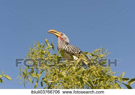 "Eastern Yellow-billed Hornbill (Tockus flavirostris), Kunene Region, Namibia, Africa" View Large Photo Image Stock Photograph - "Eastern Yellow-billed Hornbill (Tockus flavirostris), Kunene Region, Namibia, Africa". Fotosearch
