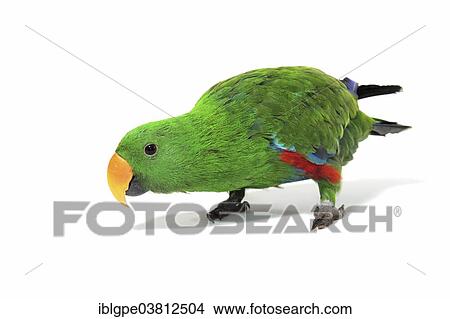 Picture - "Eclectus Parrot (Eclectus roratus), male". Fotosearch