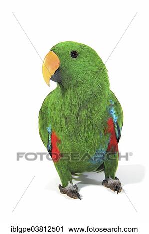 "Eclectus Parrot (Eclectus roratus), male" View Large Photo Image Stock Image - "Eclectus Parrot (Eclectus roratus), male". Fotosearch