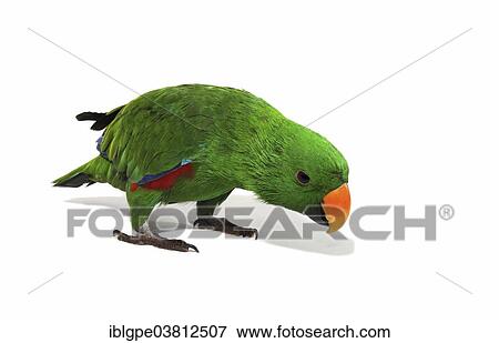 Stock Photo - "Eclectus Parrot (Eclectus roratus), male". Fotosearch