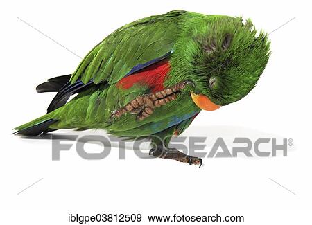 "Eclectus Parrot (Eclectus roratus), male, scratching" View Large Photo Image Stock Photo - "Eclectus Parrot (Eclectus roratus), male, scratching". Fotosearch