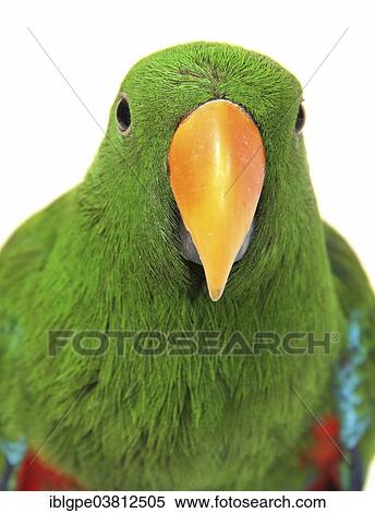 Stock Photography - "Eclectus Parrot (Eclectus roratus), male, portrait". Fotosearch