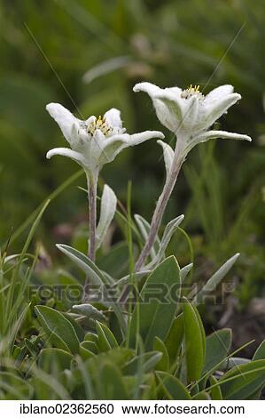 "Edelweiss (Leontopodium alpinum), Rosskogel, Rofan Mountains, Tyrol, Austria, Europe" View Large Photo Image Stock Image - "Edelweiss (Leontopodium alpinum), Rosskogel, Rofan Mountains, Tyrol, Austria, Europe". Fotosearch
