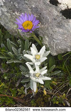 "Edelweiss (Leontopodium alpinum), Rosskogel, Rofan Mountains, Tyrol, Austria, Europe" View Large Photo Image Stock Image - "Edelweiss (Leontopodium alpinum), Rosskogel, Rofan Mountains, Tyrol, Austria, Europe". Fotosearch