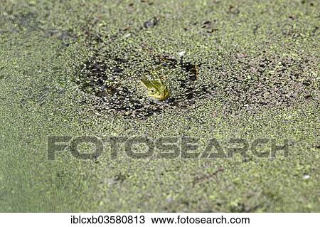 "Edible Frog or Common Water Frog (Rana esculenta) in Peenestrom strait, Mecklenburg-Western Pomerania, Germany, Europe" View Large Photo Image Stock Image - "Edible Frog or Common Water Frog (Rana esculenta) in Peenestrom strait, Mecklenburg-Western Pomerania, Germany, Europe". Fotosearch