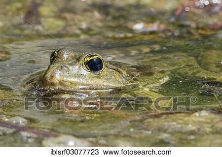 "Edible Frog or Common Water Frog (Pelophylax esculentus), Mannheim, Baden-Wurttemberg, Germany, Europe" View Large Photo Image Stock Image - "Edible Frog or Common Water Frog (Pelophylax esculentus), Mannheim, Baden-Wurttemberg, Germany, Europe". Fotosearch