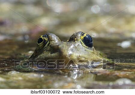 "Edible Frog or Common Water Frog (Pelophylax esculentus), Mannheim, Baden-Wurttemberg, Germany, Europe" View Large Photo Image Stock Image - "Edible Frog or Common Water Frog (Pelophylax esculentus), Mannheim, Baden-Wurttemberg, Germany, Europe". Fotosearch