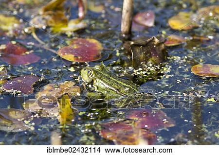 "Edible Frog (Pelophylax esculentus), Havel Canal near Potsdam-Paaren, Havelland region, Brandenburg, Germany, Europe" View Large Photo Image Picture - "Edible Frog (Pelophylax esculentus), Havel Canal near Potsdam-Paaren, Havelland region, Brandenburg, Germany, Europe". Fotosearch