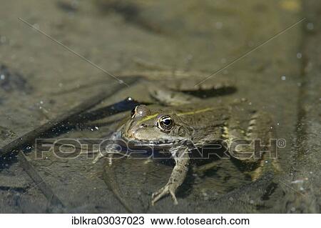 "Edible frog, Water frog or Green frog (Pelophylax esculentus), Muhlleiten, Lower Austria, Austria, Europe" View Large Photo Image Stock Image - "Edible frog, Water frog or Green frog (Pelophylax esculentus), Muhlleiten, Lower Austria, Austria, Europe". Fotosearch