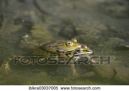 "Edible frogs, Water frogs or Green frogs (Pelophylax esculentus), Muhlleiten, Lower Austria, Austria, Europe" View Large Photo Image Stock Photography - "Edible frogs, Water frogs or Green frogs (Pelophylax esculentus), Muhlleiten, Lower Austria, Austria, Europe". Fotosearch