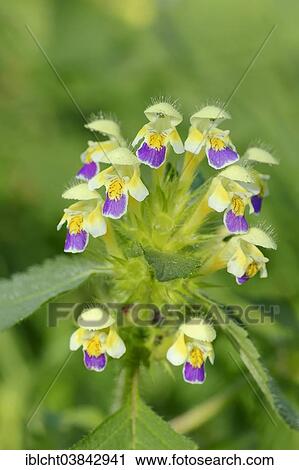 "Edmonton Hempnettle or Large-flowered Hemp-nettle (Galeopsis speciosa), flowers, North Rhine-Westphalia, Germany, Europe" View Large Photo Image Stock Image - "Edmonton Hempnettle or Large-flowered Hemp-nettle (Galeopsis speciosa), flowers, North Rhine-Westphalia, Germany, Europe". Fotosearch