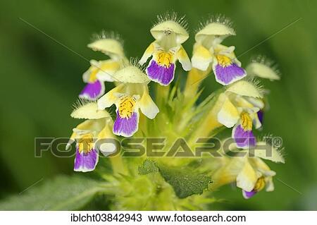 "Edmonton Hempnettle or Large-flowered Hemp-nettle (Galeopsis speciosa), flowers, North Rhine-Westphalia, Germany, Europe" View Large Photo Image Stock Image - "Edmonton Hempnettle or Large-flowered Hemp-nettle (Galeopsis speciosa), flowers, North Rhine-Westphalia, Germany, Europe". Fotosearch