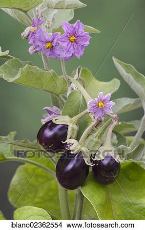 "Eggplant (Solanum melongena), Schwaz, Tyrol, Austria, Europe" View Large Photo Image Picture - "Eggplant (Solanum melongena), Schwaz, Tyrol, Austria, Europe". Fotosearch