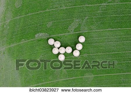 "Eggs from the Pale Owl or Giant Owl butterfly (Caligo memnon), native to South America, captive" View Large Photo Image Stock Photo - "Eggs from the Pale Owl or Giant Owl butterfly (Caligo memnon), native to South America, captive". Fotosearch