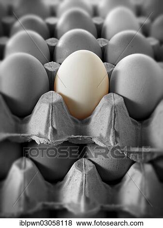 "Eggs in a tray, one in a different colour" View Large Photo Image Stock Photo - "Eggs in a tray, one in a different colour". Fotosearch