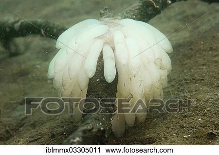 Stock Image - "Eggs laid by a Bigfin Reef Squid or Oval Squid (Sepioteuthis lessoniana), Sulawesi, Indonesia, Asia". Fotosearch