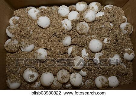 "Eggs of the Olive ridley sea turtle (Lepidochelys olivacea) in a breeding station, Bali, Indonesia, Asia" View Large Photo Image Stock Image - "Eggs of the Olive ridley sea turtle (Lepidochelys olivacea) in a breeding station, Bali, Indonesia, Asia". Fotosearch