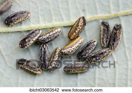 "Eggs of the Pink-winged stick insect (Sipyloidea sipylus), occurrence in Southeast Asia, captive, Bergkamen, North Rhine-Westphalia, Germany, Europe" View Large Photo Image Stock Image - "Eggs of the Pink-winged stick insect (Sipyloidea sipylus), occurrence in Southeast Asia, captive, Bergkamen, North Rhine-Westphalia, Germany, Europe". Fotosearch