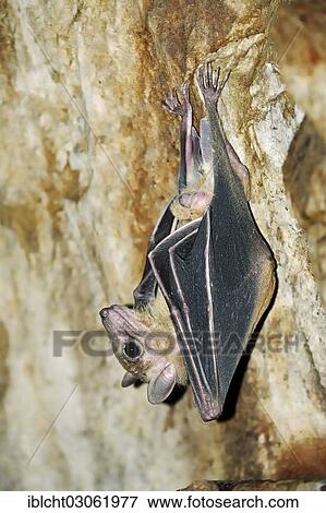 "Egyptian fruit bat or Egyptian rousette (Rousettus aegyptiacus), male, native to Africa and the Arabian Peninsula, captive, The Netherlands, Europe" View Large Photo Image Stock Photo - "Egyptian fruit bat or Egyptian rousette (Rousettus aegyptiacus), male, native to Africa and the Arabian Peninsula, captive, The Netherlands, Europe". Fotosearch