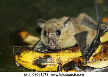 Stock Photo - "Egyptian fruit bat or Egyptian rousette (Rousettus aegyptiacus), male, feeding on a banana, native to Africa and the Arabian Peninsula, captive, The Netherlands, Europe". Fotosearch