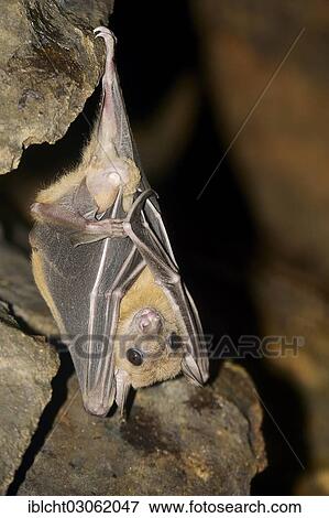 "Egyptian fruit bat or Egyptian rousette (Rousettus aegyptiacus), male, native to Africa and the Arabian Peninsula, captive, The Netherlands, Europe" View Large Photo Image Stock Photo - "Egyptian fruit bat or Egyptian rousette (Rousettus aegyptiacus), male, native to Africa and the Arabian Peninsula, captive, The Netherlands, Europe". Fotosearch