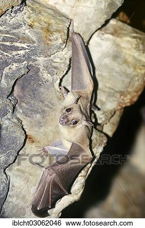 "Egyptian fruit bat or Egyptian rousette (Rousettus aegyptiacus), male, native to Africa and the Arabian Peninsula, captive, The Netherlands, Europe" View Large Photo Image Stock Photograph - "Egyptian fruit bat or Egyptian rousette (Rousettus aegyptiacus), male, native to Africa and the Arabian Peninsula, captive, The Netherlands, Europe". Fotosearch