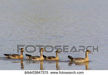 "Egyptian Geese (Alopochen aegyptiaca), four young, Sunset Dam, Kruger National Park, South Africa, Africa" View Large Photo Image Stock Photography - "Egyptian Geese (Alopochen aegyptiaca), four young, Sunset Dam, Kruger National Park, South Africa, Africa". Fotosearch