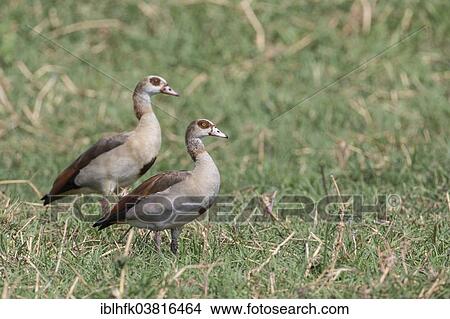 "Egyptian Geese (Alopochen aegyptiacus), Botswana, Africa" View Large Photo Image Picture - "Egyptian Geese (Alopochen aegyptiacus), Botswana, Africa". Fotosearch