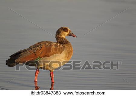 "Egyptian Goose (Alopochen aegyptiaca), in the evening light, Sunset Dam, Kruger National Park, South Africa, Africa" View Large Photo Image Stock Image - "Egyptian Goose (Alopochen aegyptiaca), in the evening light, Sunset Dam, Kruger National Park, South Africa, Africa". Fotosearch
