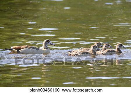 "Egyptian Goose (Alopochen aegyptiacus) with goslings, Haren, Emsland, Lower Saxony, Germany, Europe" View Large Photo Image Stock Image - "Egyptian Goose (Alopochen aegyptiacus) with goslings, Haren, Emsland, Lower Saxony, Germany, Europe". Fotosearch
