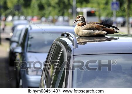"Egyptian Goose (Alopochen aegyptiacus) perched on the roof of a car, Bilk, Dusseldorf, Rhineland, North Rhine-Westphalia, Germany, Europe" View Large Photo Image Stock Photo - "Egyptian Goose (Alopochen aegyptiacus) perched on the roof of a car, Bilk, Dusseldorf, Rhineland, North Rhine-Westphalia, Germany, Europe". Fotosearch