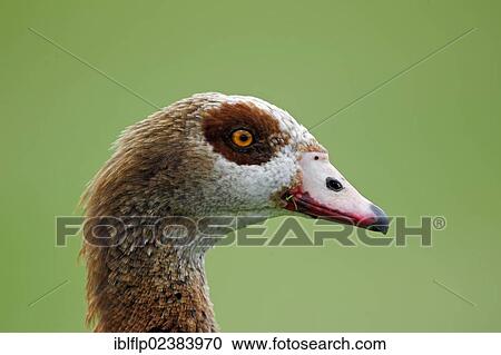 "Egyptian Goose (Alopochen aegyptiacus), introduced species, adult, portrait, London, London region, England, United Kingdom, Europe" View Large Photo Image Stock Image - "Egyptian Goose (Alopochen aegyptiacus), introduced species, adult, portrait, London, London region, England, United Kingdom, Europe". Fotosearch
