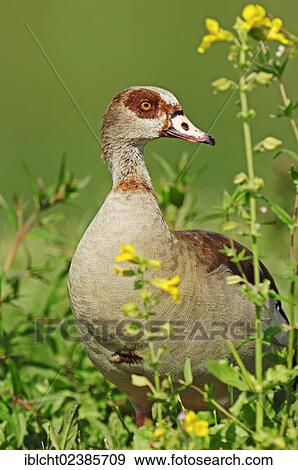 "Egyptian Goose (Alopochen aegyptiacus), originally native to Africa, North Rhine-Westphalia, Germany, Europe" View Large Photo Image Stock Photo - "Egyptian Goose (Alopochen aegyptiacus), originally native to Africa, North Rhine-Westphalia, Germany, Europe". Fotosearch
