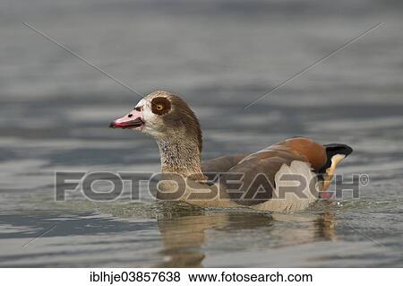 "Egyptian Goose (Alopochen aegyptiacus), Rhineland-Palatinate, Germany, Europe" View Large Photo Image Stock Photo - "Egyptian Goose (Alopochen aegyptiacus), Rhineland-Palatinate, Germany, Europe". Fotosearch