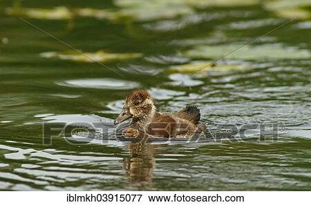 "Egyptian Goose (Alopochen aegyptiacus), gosling, Lower Saxony, Germany, Europe" View Large Photo Image Stock Photo - "Egyptian Goose (Alopochen aegyptiacus), gosling, Lower Saxony, Germany, Europe". Fotosearch