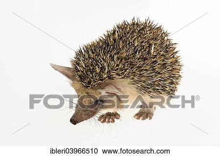 Egyptian Long-eared Hedgehog (Hemiechinus auritus aegypticus) View Large Photo Image Stock Image - Egyptian Long-eared Hedgehog (Hemiechinus auritus aegypticus). Fotosearch