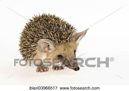 Egyptian Long-eared Hedgehog (Hemiechinus auritus aegypticus) View Large Photo Image Stock Photo - Egyptian Long-eared Hedgehog (Hemiechinus auritus aegypticus). Fotosearch