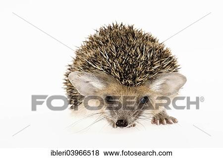 Egyptian Long-eared Hedgehog (Hemiechinus auritus aegypticus) View Large Photo Image Stock Photo - Egyptian Long-eared Hedgehog (Hemiechinus auritus aegypticus). Fotosearch