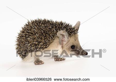 Stock Photograph - Egyptian Long-eared Hedgehog (Hemiechinus auritus aegypticus). Fotosearch
